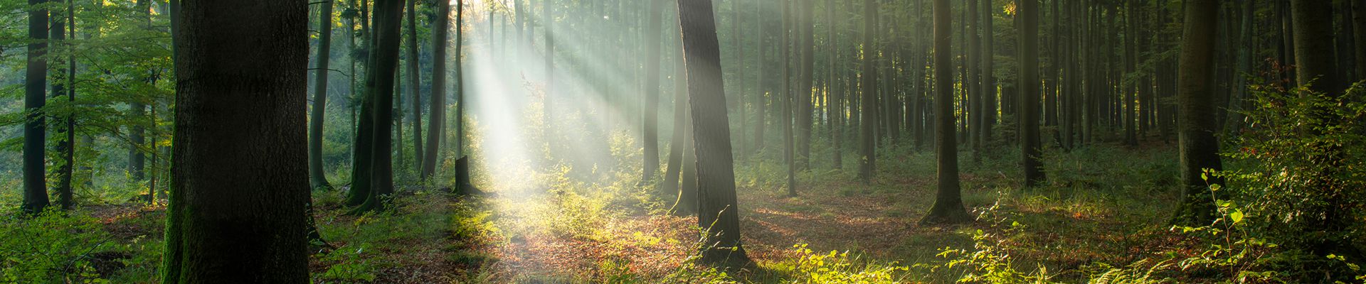 foret