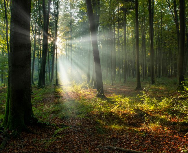 foret