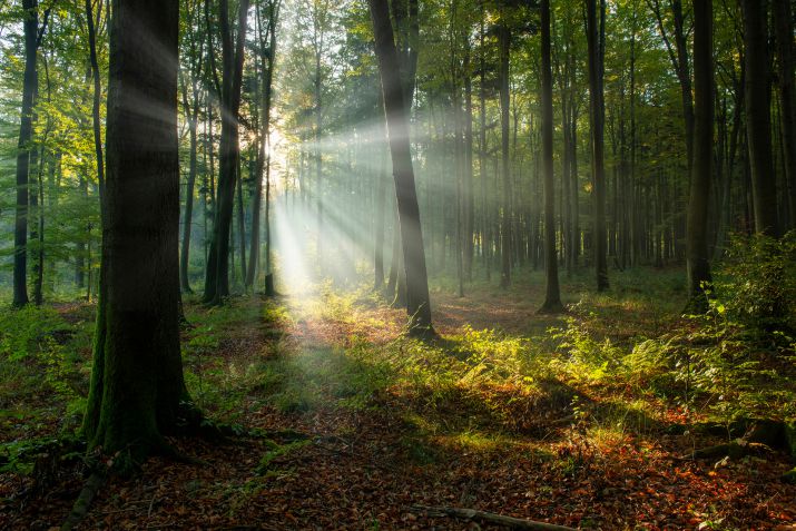 foret