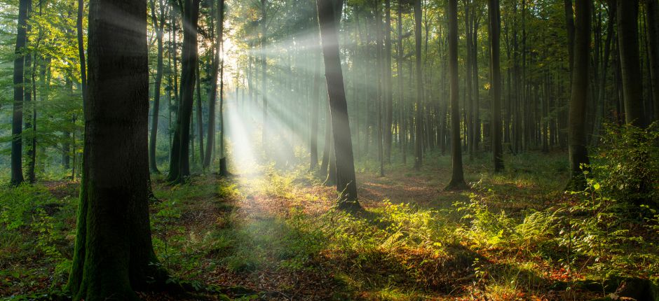 foret